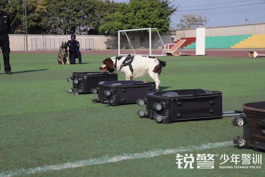 特警突擊營圓滿結營：曆經警訓淬煉，成就(jiù)英勇少(shǎo)年(nián)