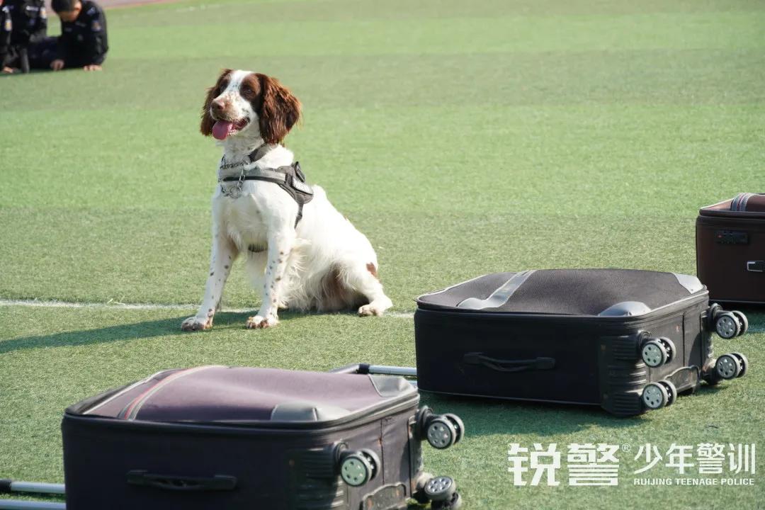 特警突擊營圓滿結營：曆經警訓淬煉，成就(jiù)英勇少(shǎo)年(nián)